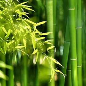 Oplev den bedste komfort med bambussengetøj fra NATURE By Luna Denmark. 